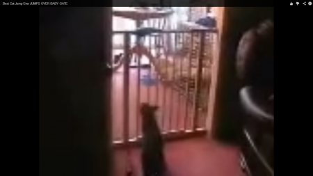 Cea mai proasta pisica si cea mai tare saritura :)))