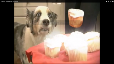 Cainele are o revelatie :)))=))) Very Funny