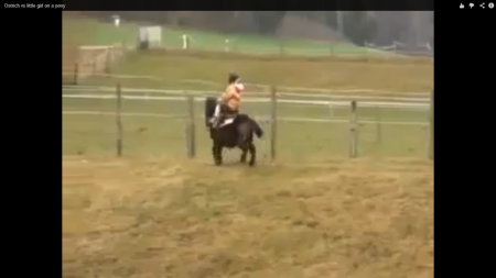Atacat de strut in timp ce calarea un ponei - Caterinca Maxima :)))=)))