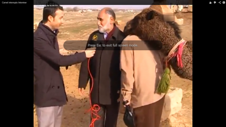 Un animal bagacios apare din senin si le distruge interviul :)))=))))