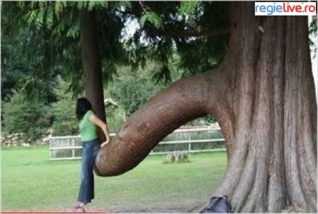 Cel mai frumos compliment din partea unui copac . razi de mori